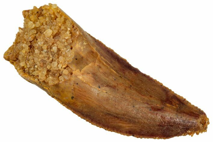 Serrated Raptor Tooth - Real Dinosaur Tooth #297547